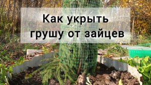 Как укрыть грушу от зайцев на зиму