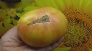 Люблю такие вкусные помидоры! Томат Прелесть Роузы. №932.  ДЕГУСТАЦИЯ СОРТА.