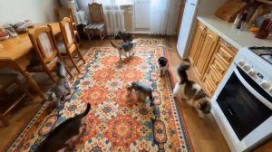 Экстремальные прятки в доме