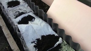 Муромцево 11 октября 2025гГотовим виноградные кусты к зиме