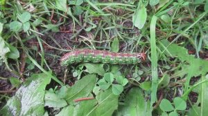 Гусеница бабочки бражника с шипом на хвосте