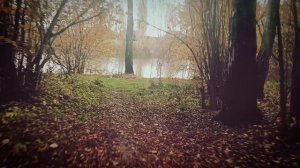 Оенний лес . Kayo AU200