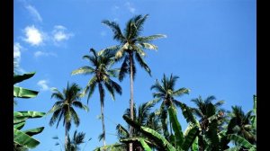 Андреевский привет (Suno AI)