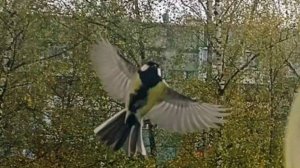 Кино для кошек. Птицы на кормушке