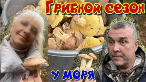 Грибной сезон в Краснодарском крае, собираем маслят