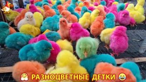 Цыплята и утята милые пушистики растут на радость хозяину (103)