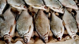 Астраханская густера до 30см. #рыбалка #астрахань #вобла #вяленаярыба