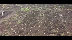 Осенняя вспашка огорода мотоблоком Тарпан