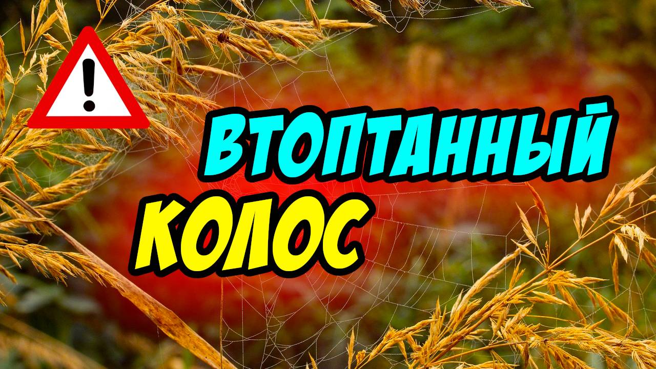 Втоптанный колос - Василий Савич. Христианские проповеди
