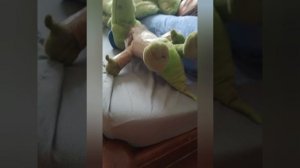 СКУЛБОЙ В РЕАЛЬНОЙ ЖИЗНИ! ОЧЕНЬ ЗЛАЯ ЗАЯЦ! (1 Концовка)