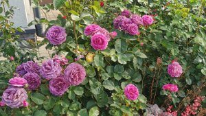 Розы парадной клумбы. 03.07.2025. Восток Ленобласти