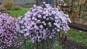 Три оттенка астры многолетней