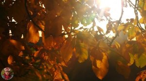 Осенний парк