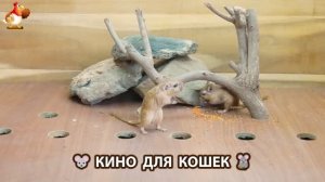 Видео для кошек про крысок развлекать питомцев 🐭🐀😂 (340)