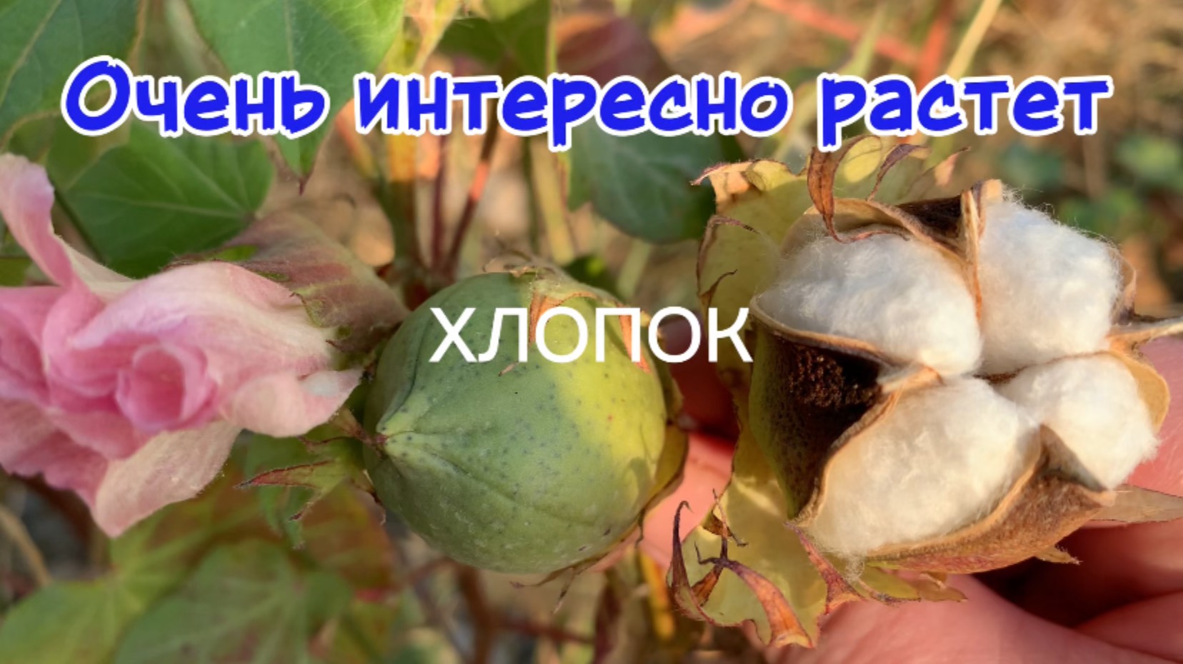 Как интересно растет хлопок! Таджикистан 🇹🇯 Канибадам 2025 октябрь