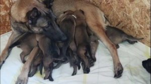 Фрай Винд Ф-помет, щенки малинуа, возраст 19 дней