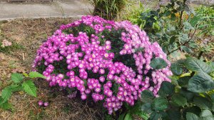 Что у нас на клумбе в октябре?