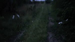 Грибов навалом