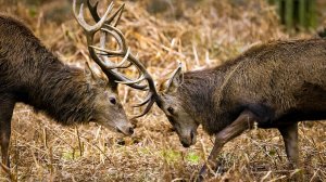 Как осень меняет мир диких животных: подводные птицы, ядовитые красавицы и лесные великаны