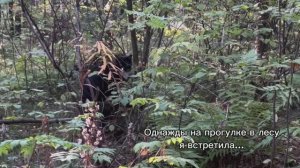 Однажды в лесу я встретила...