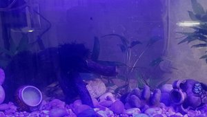 Аквариумный ионийский пейзаж, монтаж коряг