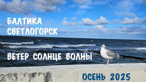 Светлогорск октябрь 2025. Балтика, ветер, солнце, волны и огромная чайка в конце.