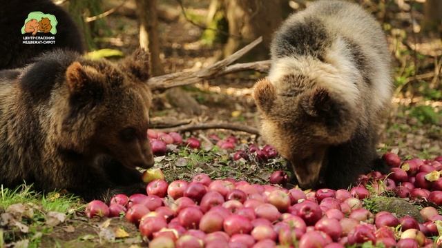 🍎 Фантастически яблочно-звонко-красочное видео! 🍏