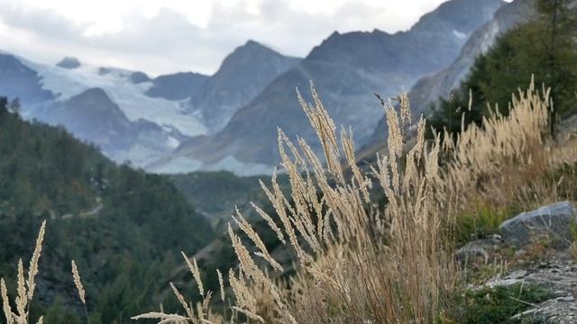 Музыка для отдыха🌿