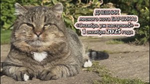 Медитация с лесным котом Барсиком