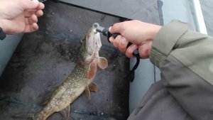 Ловля на спиннинг в октябре с лодки (щука, судак)