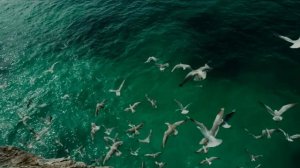 video_154 Парус