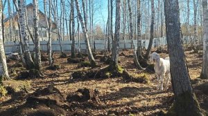 Осенняя свадьба