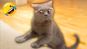 Приколы с котами Угарные коты и собаки заставят вас смеяться до слёз