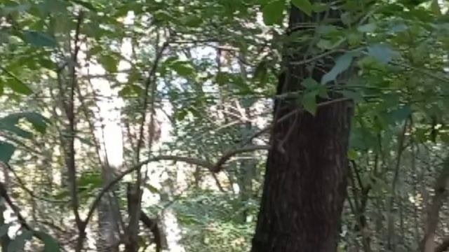 день Рождения сыночка / красивый лес с белочками