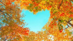 Осень Каррера.