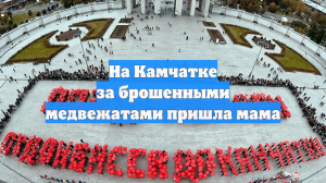 На Камчатке за брошенными медвежатами пришла мама