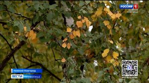 Какая погода ждет нижегородцев в выходные 11 и 12 октября