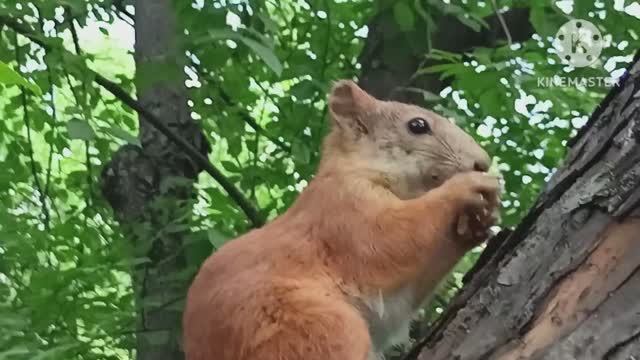 ЗЕНКОВСКИЙ ПАРК . БЕЛКИ
