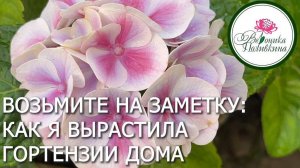 Удачный эксперимент. Гортензия из холодильника