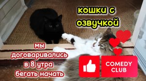 Кошки с озвучкой.