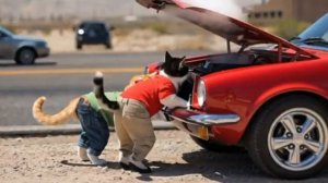 Cats on a Road Trip - Funny Cats Doing Human Things канал Purrallel Universe