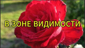 В зоне видимости