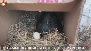 Цыплята и Курочки селяночки лучшие беспородные несушки 🥚 (352)