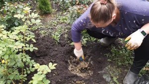 ездила в лес //купила розу и голубику//как я сажаю розы//