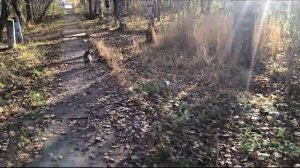 Осенняя прогулка с Принцем