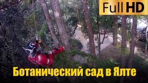 Обрезка деревьев в Никитском ботаническом саду в Ялте | Часть 2