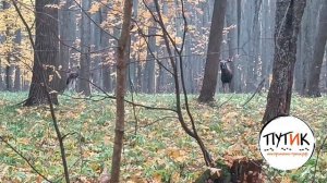 Семейство лосей вышло на путике