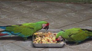 Московский зоопарк 11.10.2025