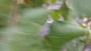 Продолжение обзора прививок 2025.