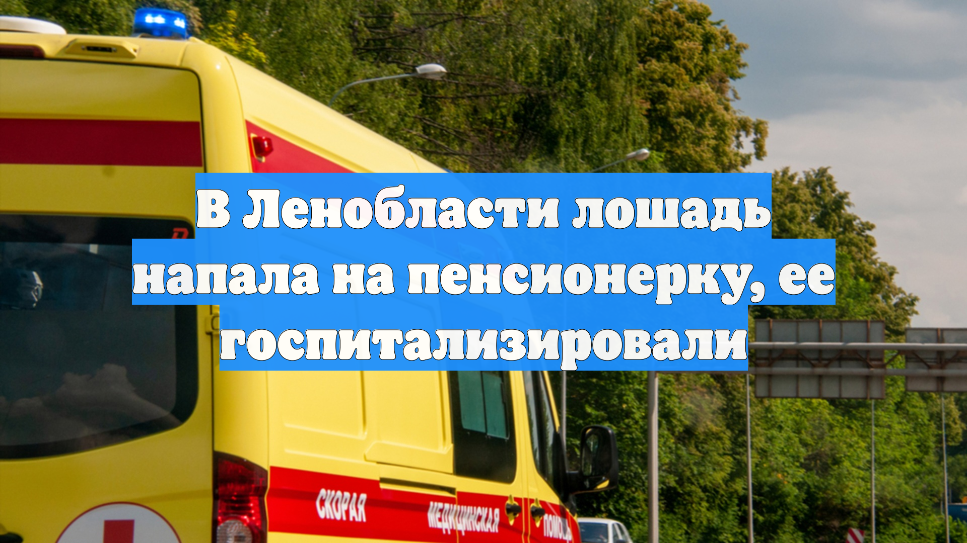 В Ленобласти лошадь напала на пенсионерку, ее госпитализировали